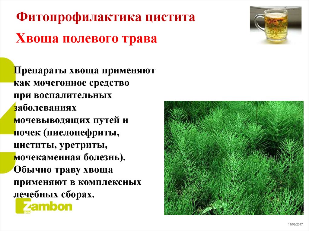 Хвощ полевой лечебные свойства и противопоказания отзывы. Хвощ от циститов. Хвощ полевой от отеков. Хвощ при цистите. Побочные эффекты хвощ полевой.