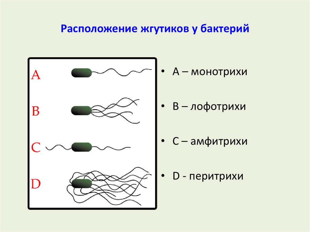 Расположите различные типы. Расположение жгутиков на микробной клетки. Жгутики монотрихи. Монотрихи лофотрихи. Монотрихи лофотрихи амфитрихи.