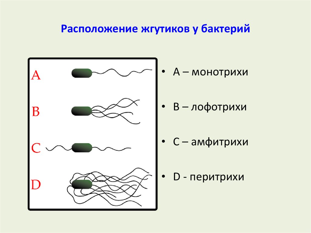 Количество расположений. Расположение жгутиков на микробной клетки. Жгутики монотрихи. Монотрихи лофотрихи амфитрихи. Жгутики монотрихи перитрихи.