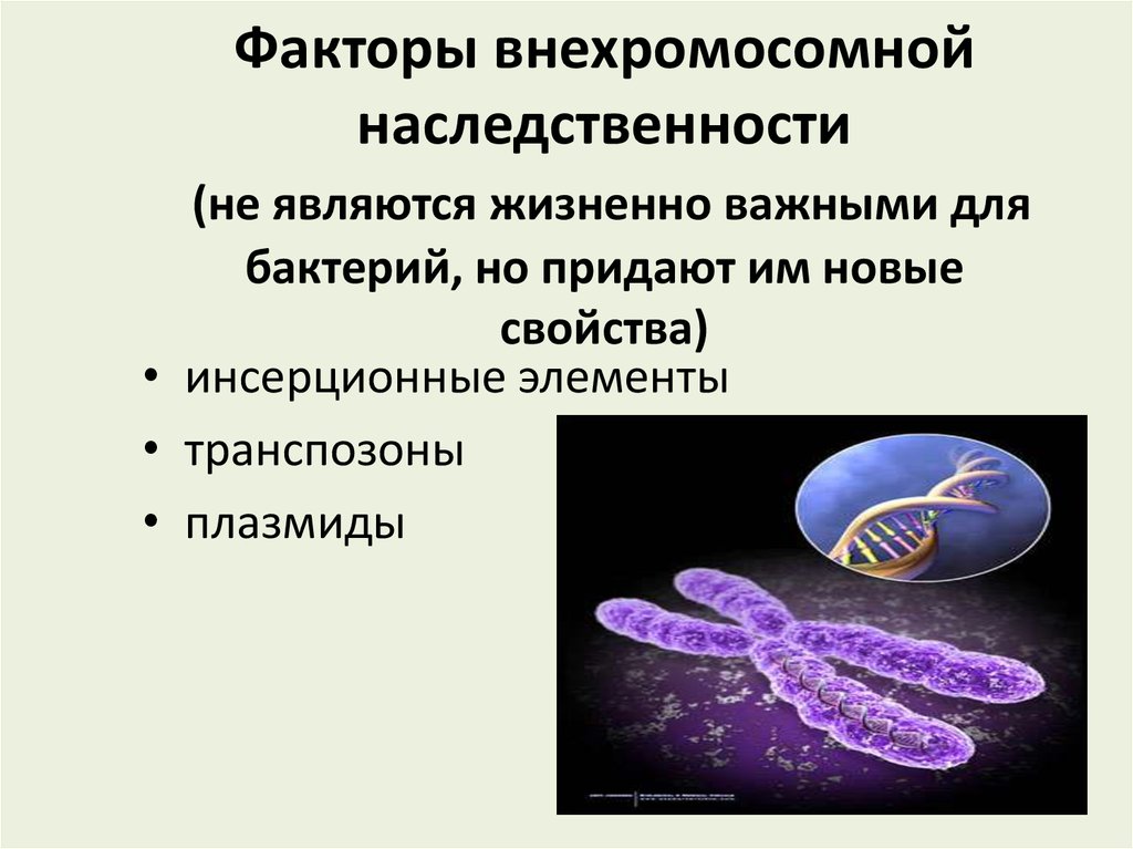 Особенности наследственных факторов. Внехромосомные генетические факторы бактерий. Внехромосомные факторы наследственности плазмиды.