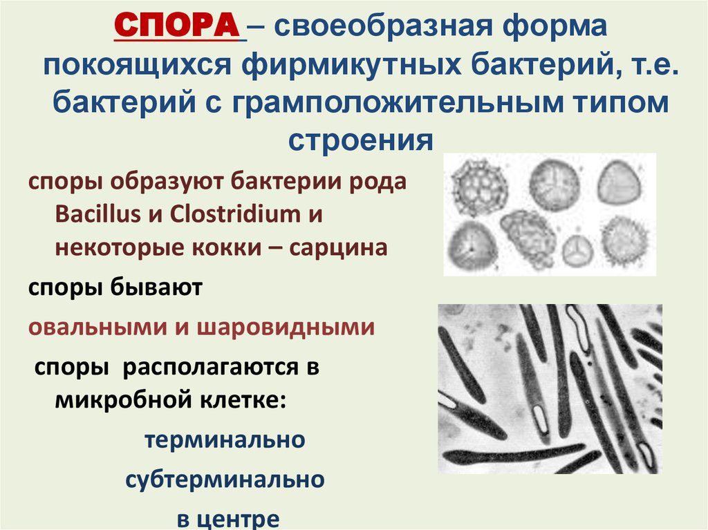 Покоящиеся формы микроорганизмов. Споровая форма микроорганизмов это. Покоящиеся формы бактерий. Кокки образуют споры. Бактерии не образуют спор.