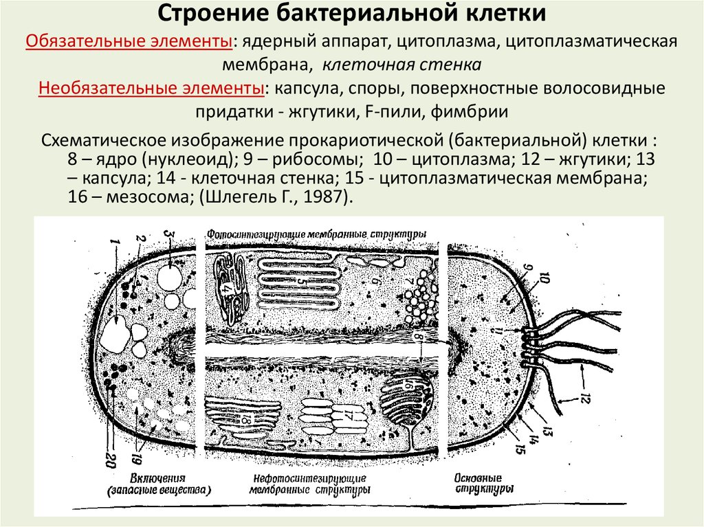 Какие особенности строения бактериальной клетки. Обязательные структуры бактериальной клетки микробиология. 1. Строение бактериальной клетки. Микробиология. Основная структура бактериальной клетки. Основные структуры бактериальной клетки микробиология.