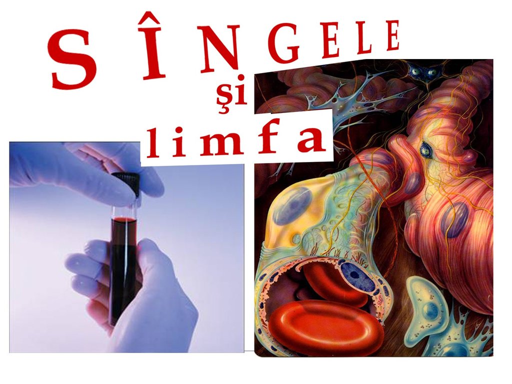 Singele si limfa - презентация онлайн