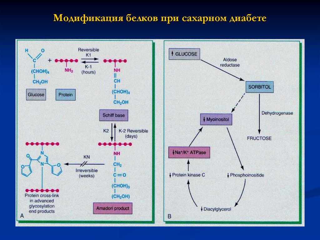 Модификация белка это