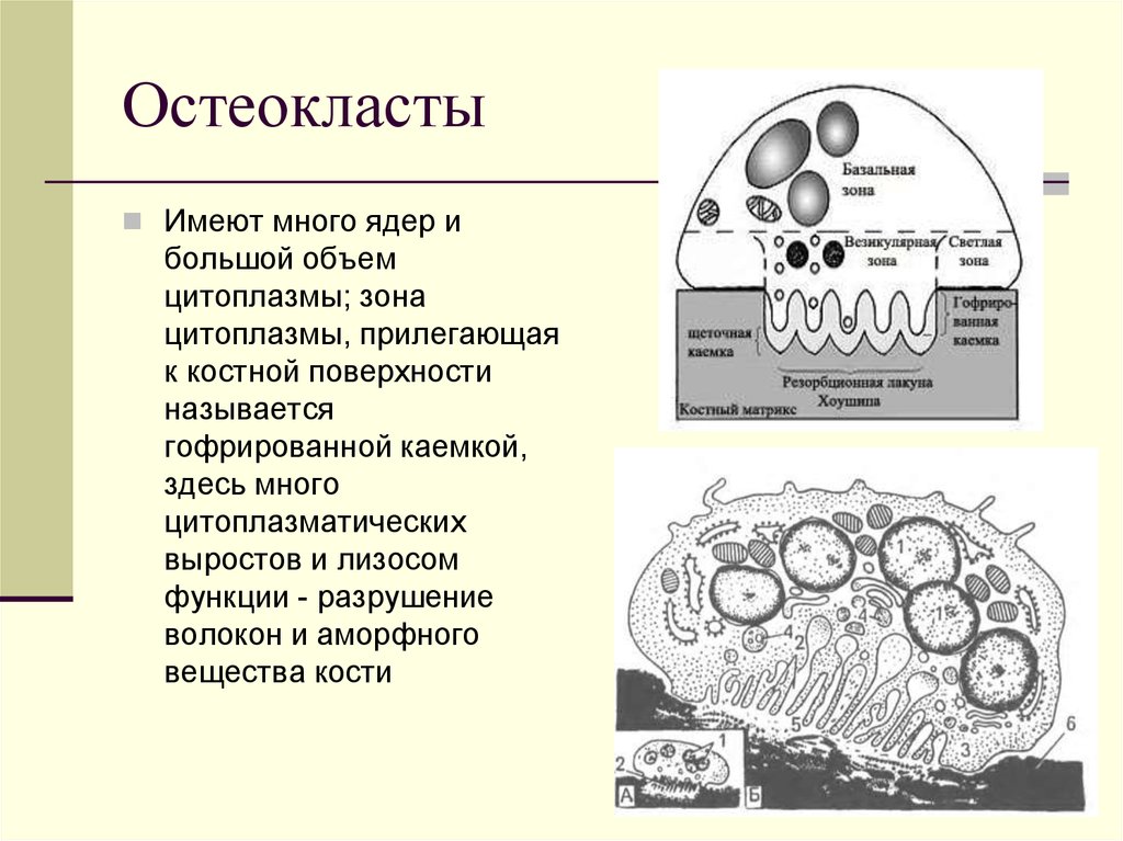 Имеет большое количество. Остеокласт строение гистология. Органеллы остеокластов. Остеокласты строение и функции. Остеокласты костной ткани.