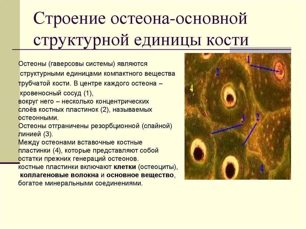 Структурной единицей системы. Структурная функциональная единица костной ткани. Остеон структурная единица костной ткани. Остеон гаверсова система. Остеон структурно-функциональная единица.