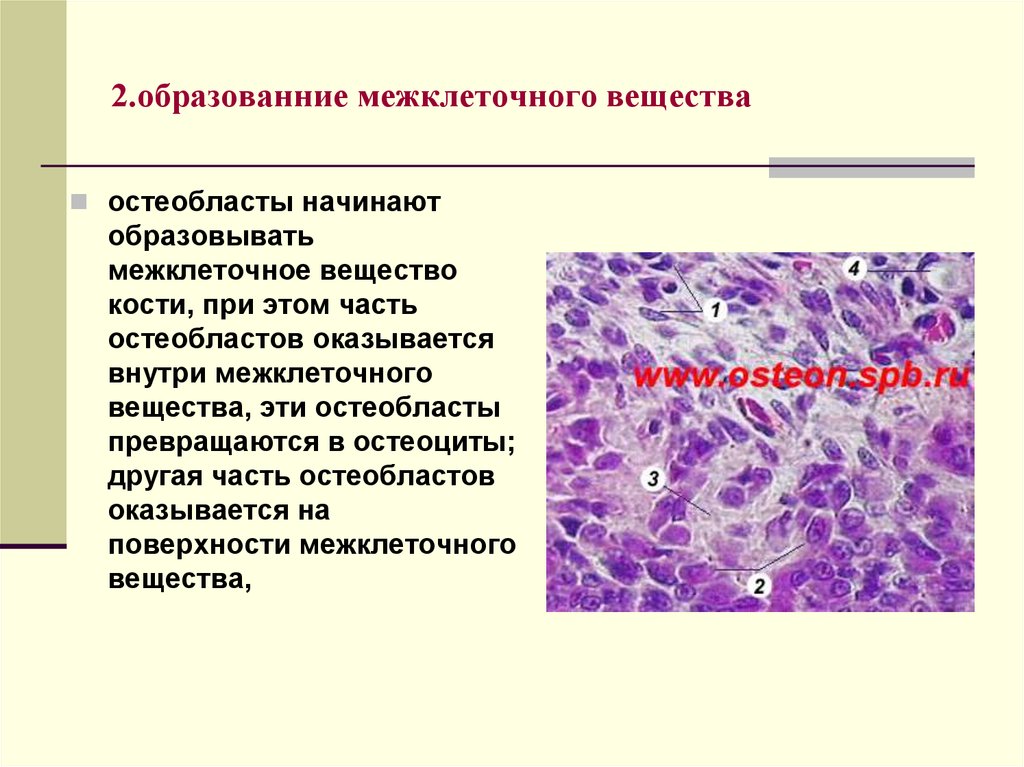 Каким объемом межклеточного