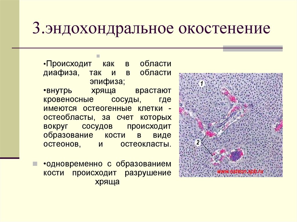 Способы роста хряща. Перихондральные окостенения. Энхондральное окостенение. Энхондральное окостенение диафиза. Перихондральное и эндохондральное окостенение.