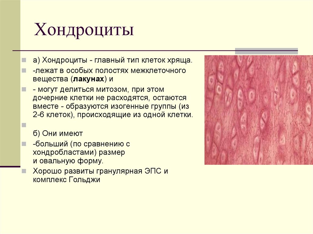 Вид соединительной ткани хряща. Хрящевая ткань хондроциты. Хондроциты 1 типа гистология. Хондробласты и хондроциты функции. Клеточный состав хрящевой ткани.