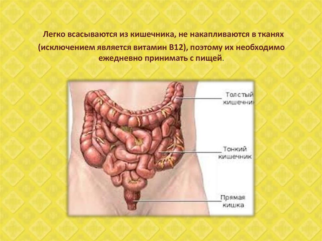 Легко всасываются из кишечника, не накапливаются в тканях (исключением является витамин В12), поэтому их необходимо ежедневно принимать с п