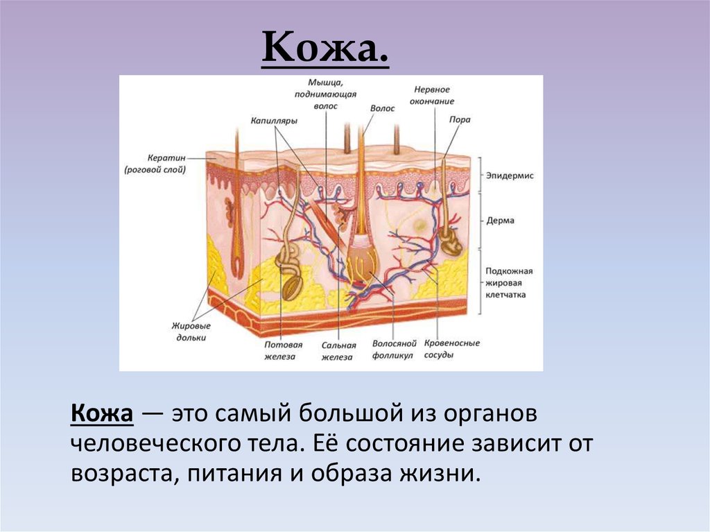 Кожа анатомия человека презентация