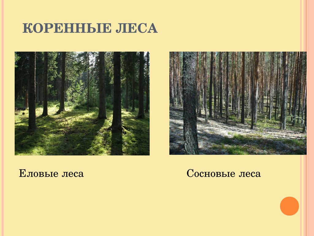 Характеристики соснового и елового леса по группам. Коренные еловые леса. Сосновый лес для презентации. Коренной лес. Кренная лес.
