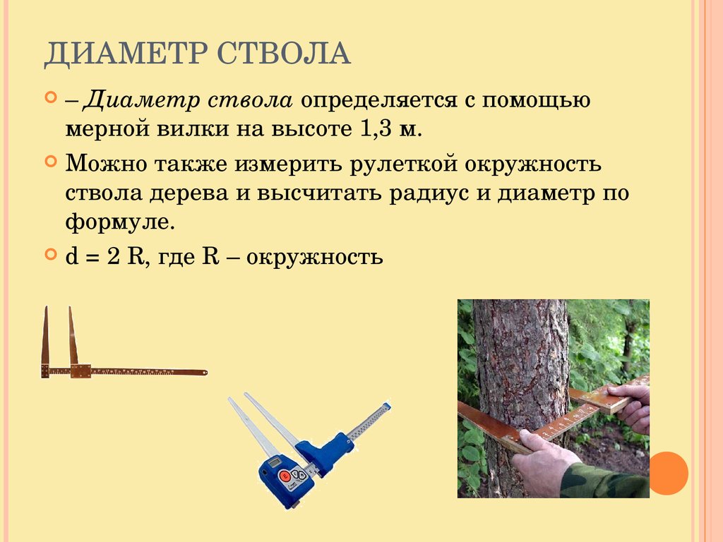 Диаметр дерева это количество ребер. Как определить диаметр ствола. Как замерить диаметр дерева. Как посчитать диаметр ствола дерева. Как измерить диаметр ствола дерева.