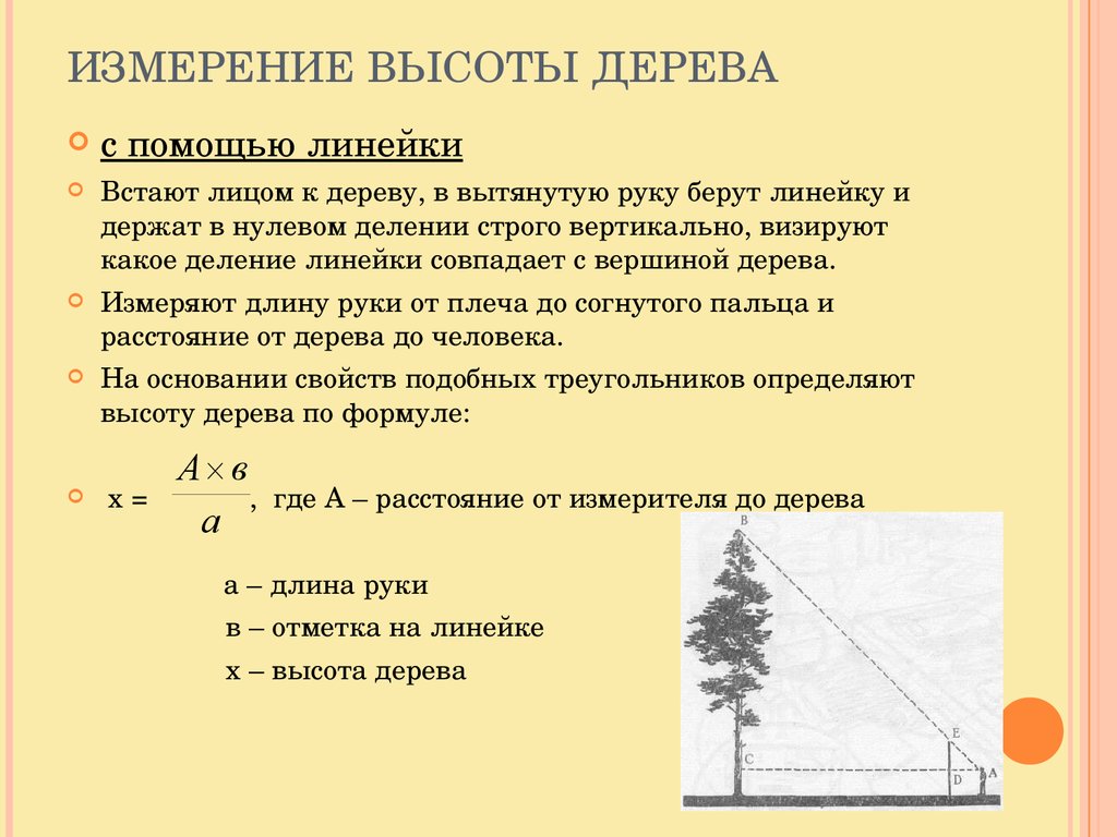 Оценить расстояние. Как определить высоту дерева. Измерение высоты дерева линейкой. Измерение высоты дерева с помощью мерной вилки. Как измерить высоту дерева.