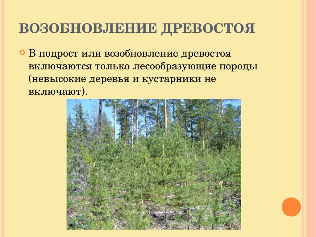 Сохранение подроста. Возобновление древостоя. Подрост деревьев это. Лесообразующие породы деревьев и кустарников. Методики исследования древостоя.