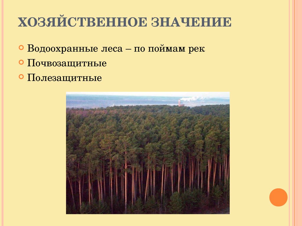 Функции леса. Хозяйственное значение леса. Водоохранные леса. Водоохранная функция леса. Хозяйственное значение лесов.