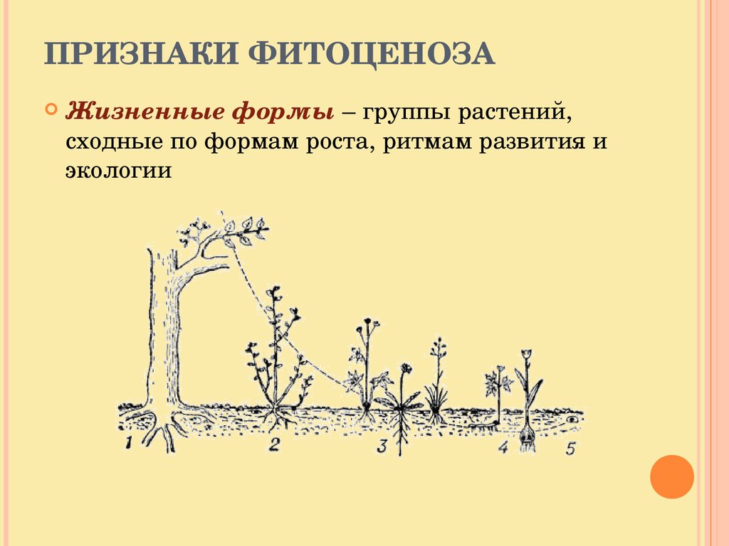 Признаки жизненная форма. Сходные жизненные формы. Признаки фитоценоза. Жизненные формы фитоценоза. Форма роста растений.