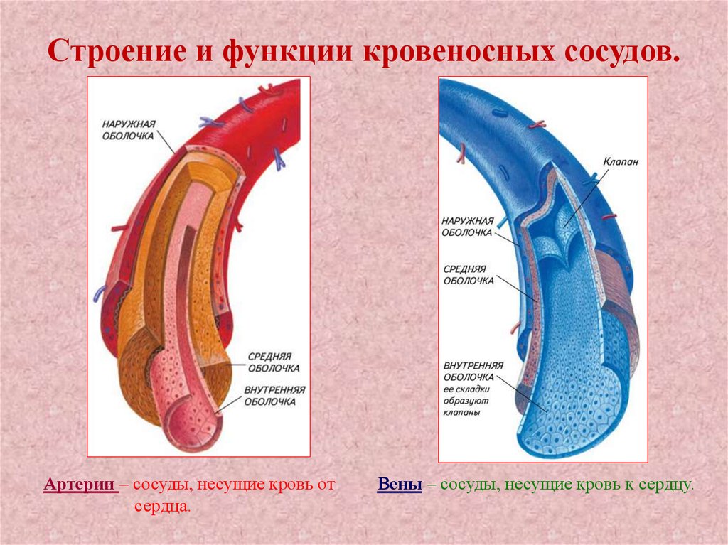 Человек внешняя оболочка. Строение типичного венозного сосуда. Строение оболочки артерии. Строение кровеносных сосудов артерии.