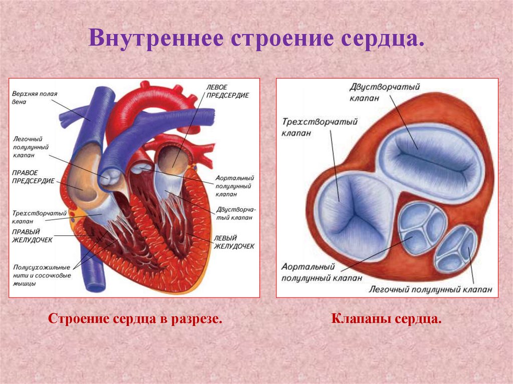 Какую функцию выполняют створчатые клапаны. Строение клапанов сердца. Клапаны сердца человека анатомия. Вдвустворчатый клапан сердце. Трехстворчатый клапан сердца анатомия.