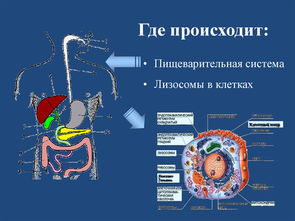 Куда происходит