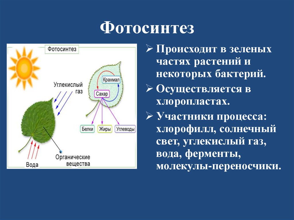 В результате фотосинтеза образуются крахмал. Роль фотосинтеза схема. Фотосинтез схема кратко. Процесс фотосинтеза в биологии. Фотосинтез происходит 6 класс биология.