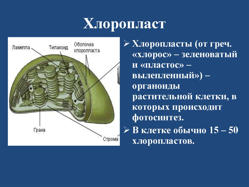 Хлоропласты способны. Каково строение хлоропластов. Строение хлоропласта. Хлоропласты функции. Хлоропласты строение и функции.