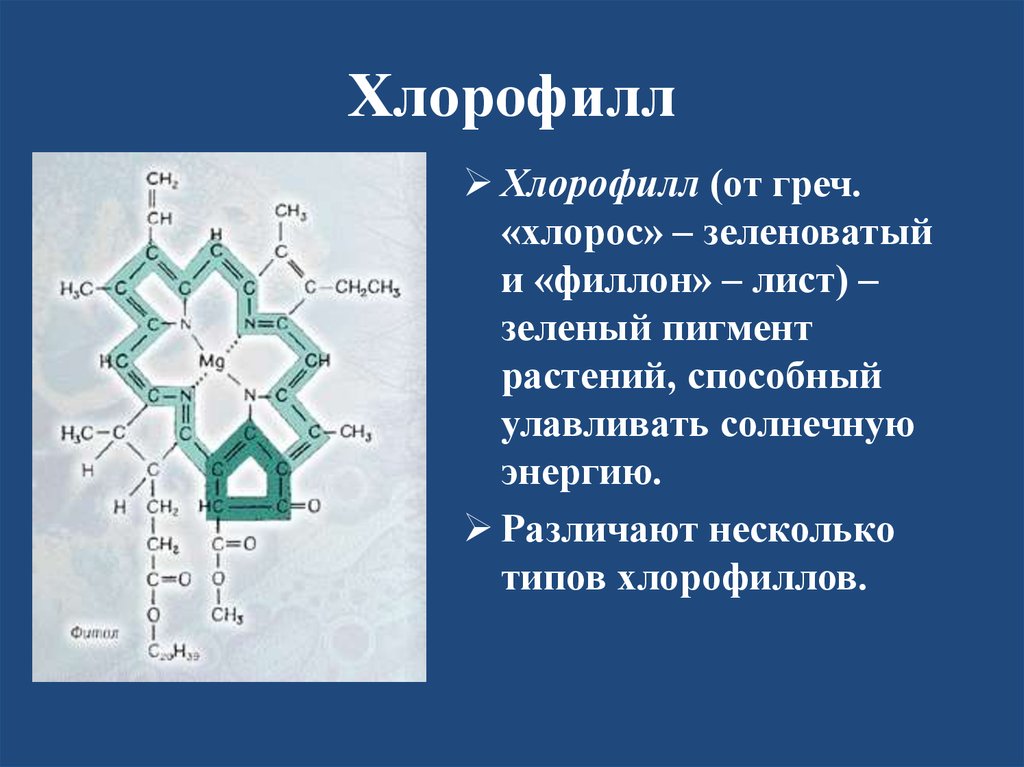 Хлорофилл является