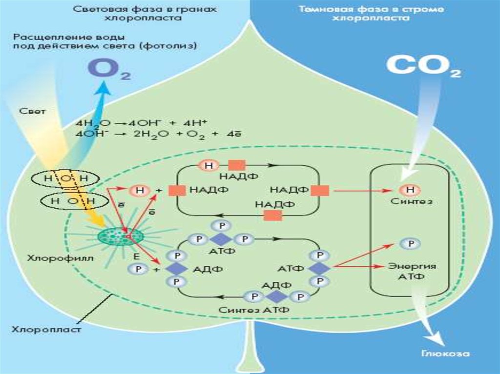 Схема метаболизм клетки