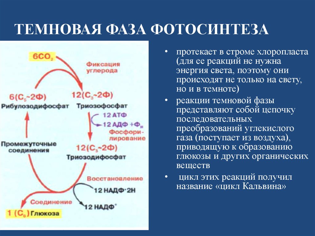 Фотосинтез протекает в 2 этапа. Темновая фаза цикл Кальвина. Темновая фаза фотосинтеза цикл Кальвина. Цикл Кребса темновая фаза. Цикл Темновой фазы.