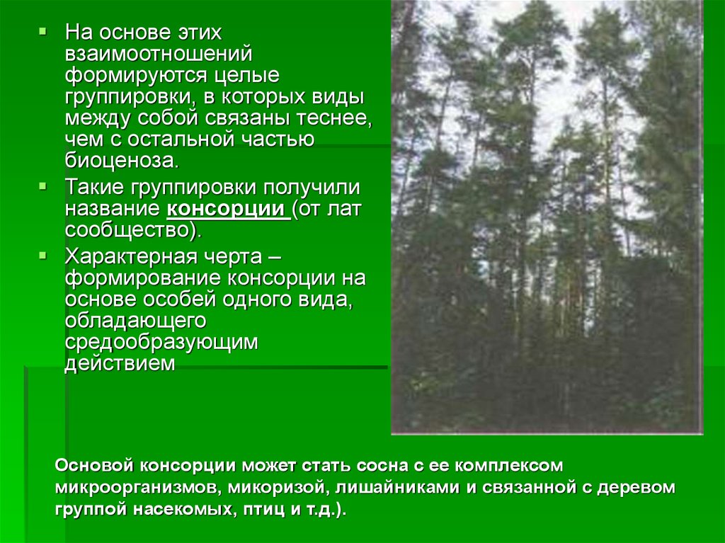 Каковы причины смены биоценозов. Пространственная и трофическая структура биоценоза. Консорция сосны. Консорции дерева. Пространственная структура биоценоза.