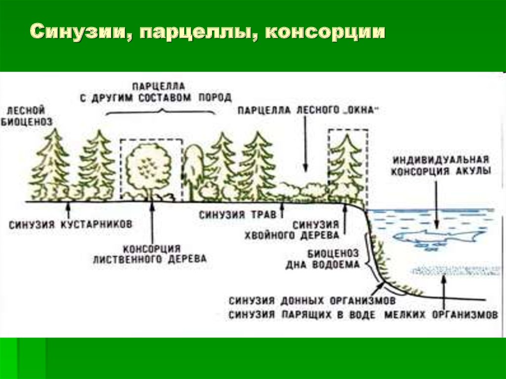 Пространственная структура биоценоза презентация