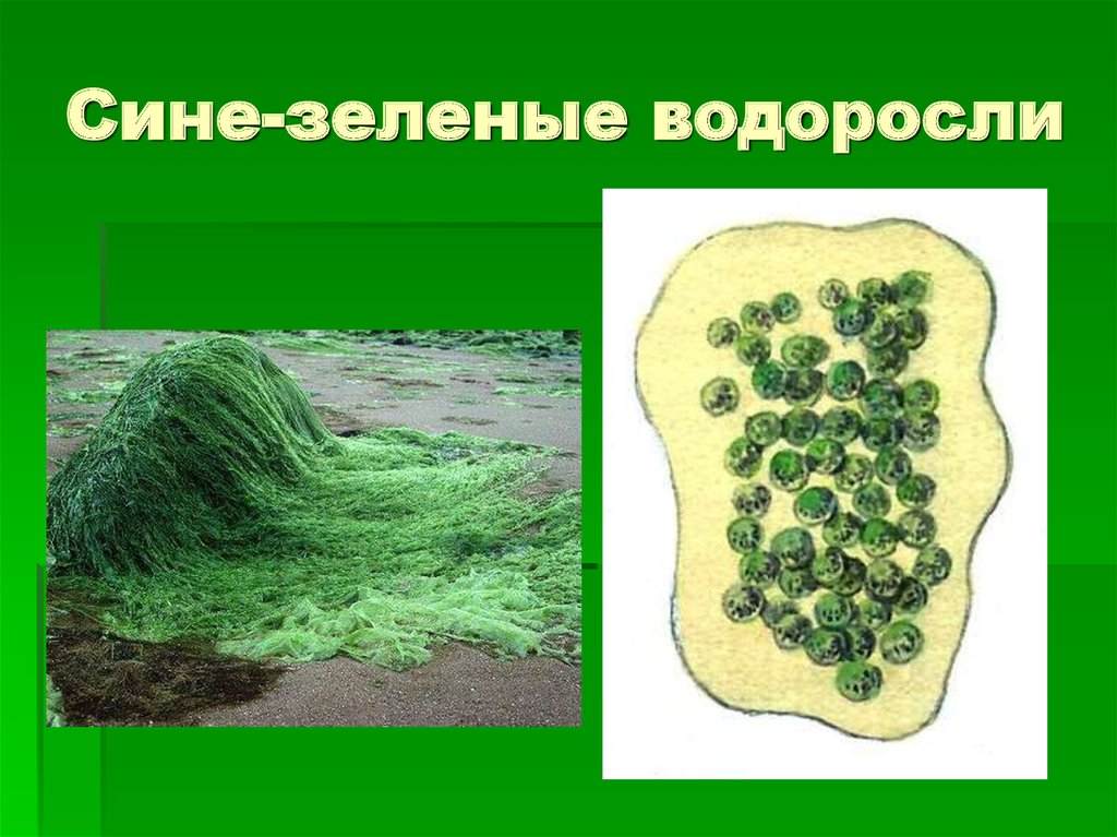 Сине зеленые водоросли рисунок