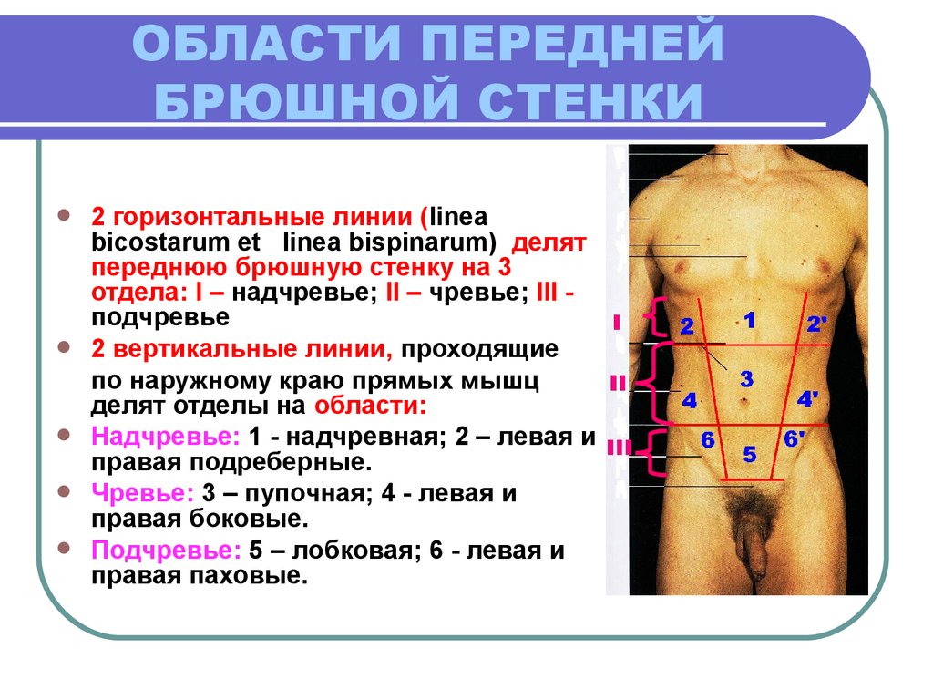 Передняя брюшная стенка. Топографические области передней брюшной стенки. Передняя стенка брюшной полости топографическая анатомия. Области передней брюшной стенки анатомия. Топография отделов передней брюшной стенки.