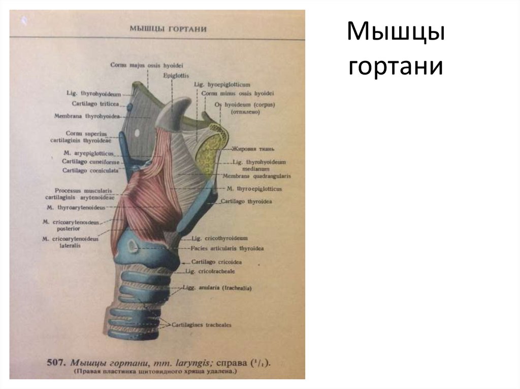 Мышцы горла. Гортань мышцы анатомия строения. Анатомический атлас строение гортани.