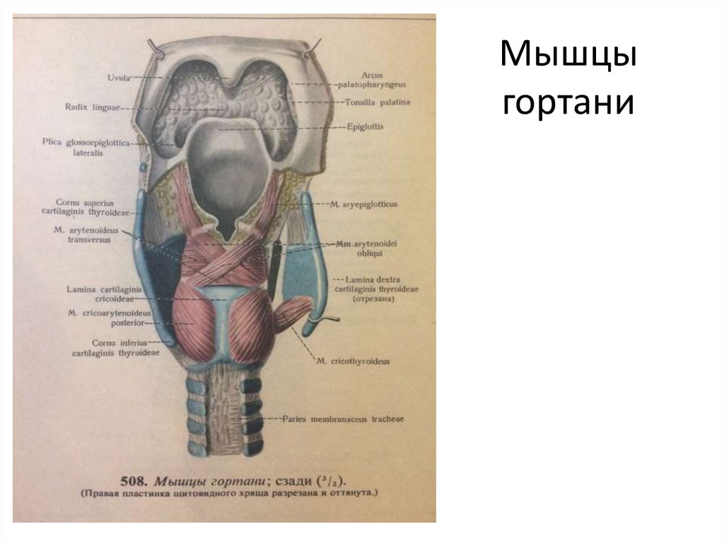 Глотка мышцы. Гортань мышцы анатомия строения. Мышцы гортани анатомия человека. Строение горла спереди.