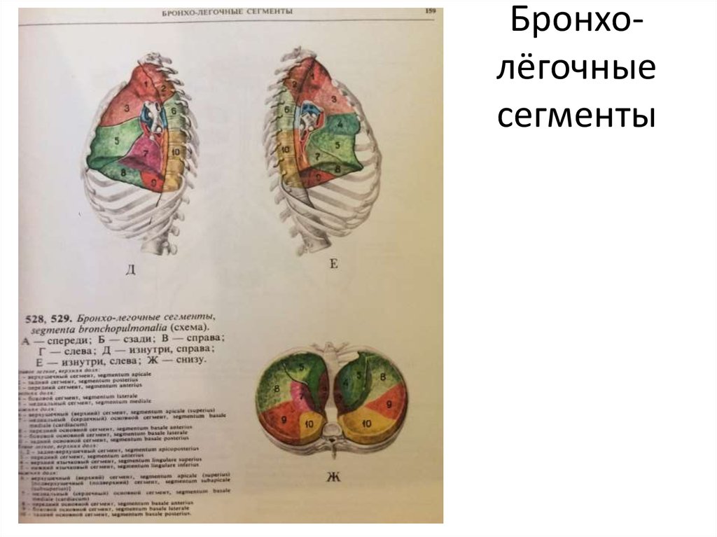 Бронхолегочные сегменты схема