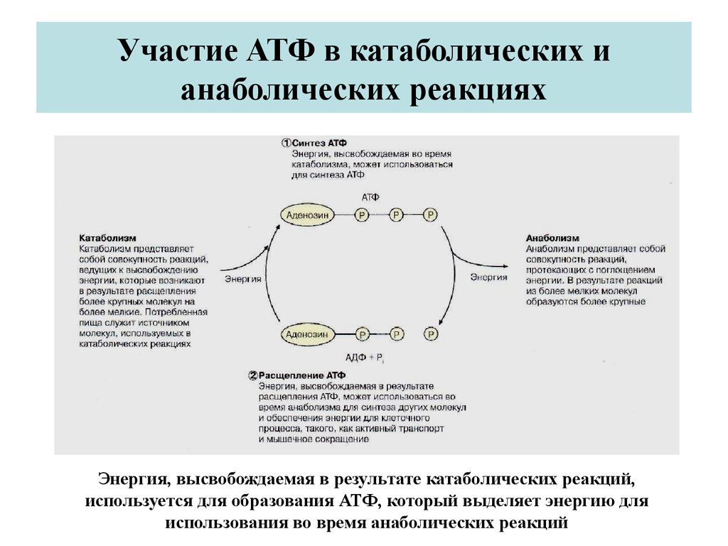 Молекулярные процессы расщепления