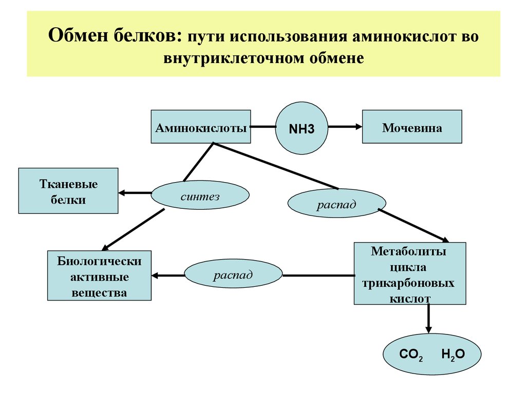 Схема применение аминокислот