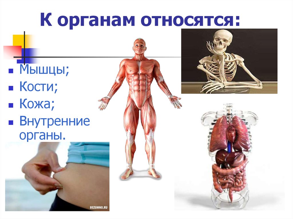 Презентации по анатомии и физиологии человека для медицинского колледжа