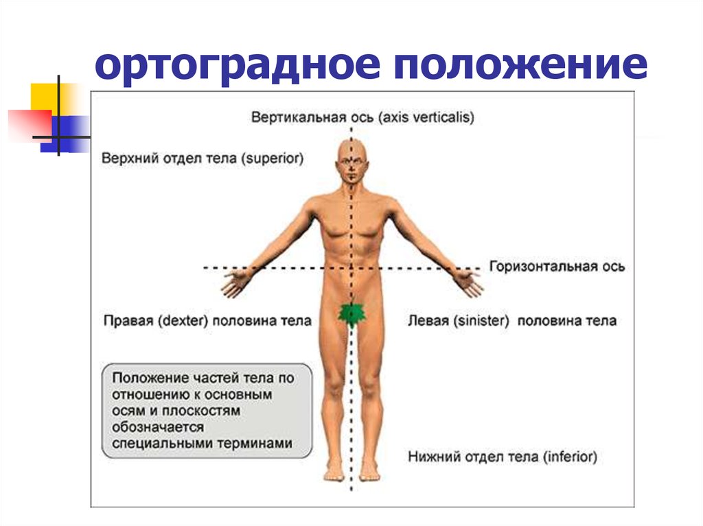 Верхняя половина туловища. Ортоградное положение. Медиальная часть тела расположена. Оси тела латеральный это. Оси и плоскости в анатомии медиальный латеральный.