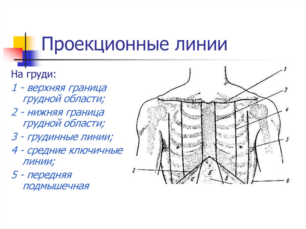 Площадь поверхности грудной клетки у человека. Топография грудной клетки сзади. Топографические линии грудной клетки. Топографическая анатомия грудной клетки линии. Топографические линии грудной стенки.