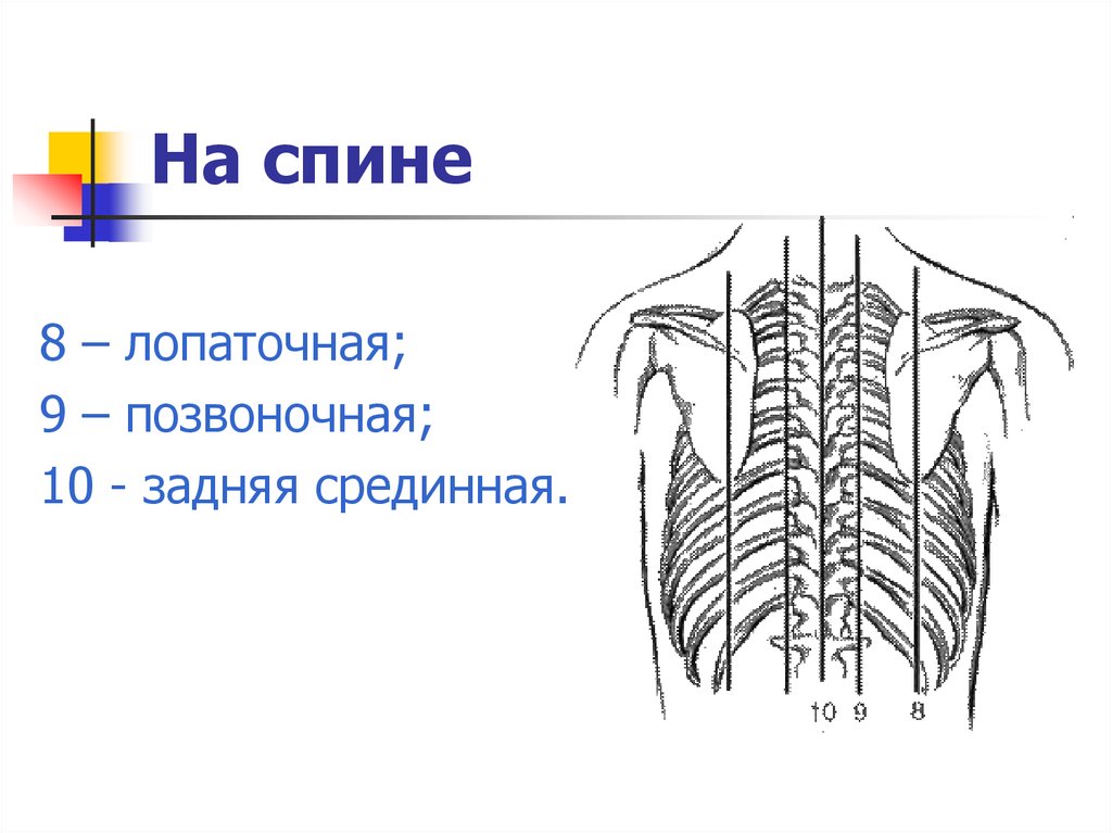 Анатомия план. Топографические линии спины. Срединная линия спины. Линии человека сзади. Линии спины анатомические.