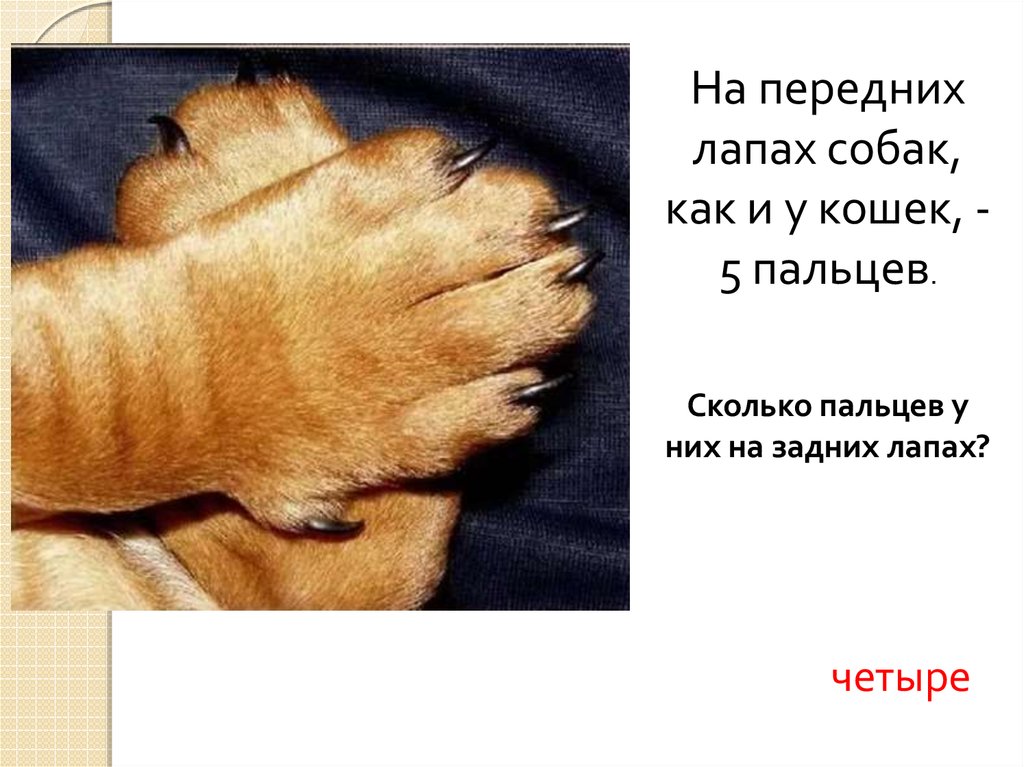 Пальцы у собак на передних лапах