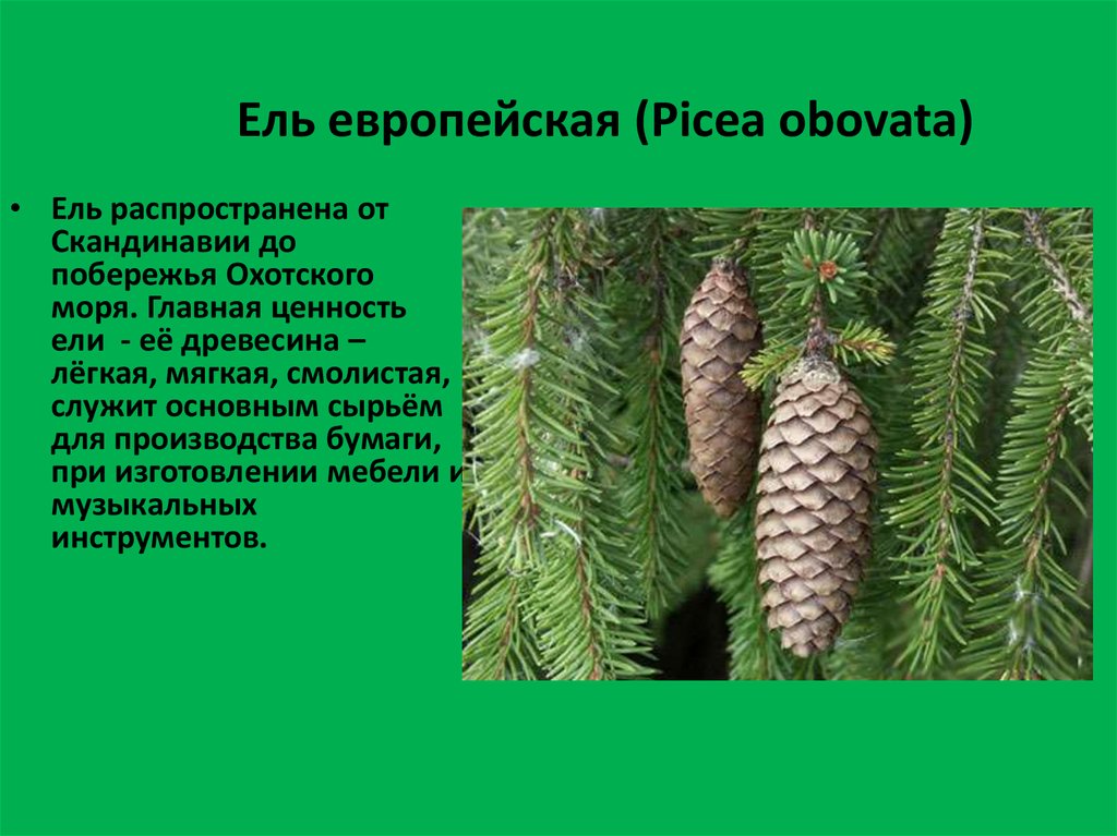 Ель европейская (Picea obovata)