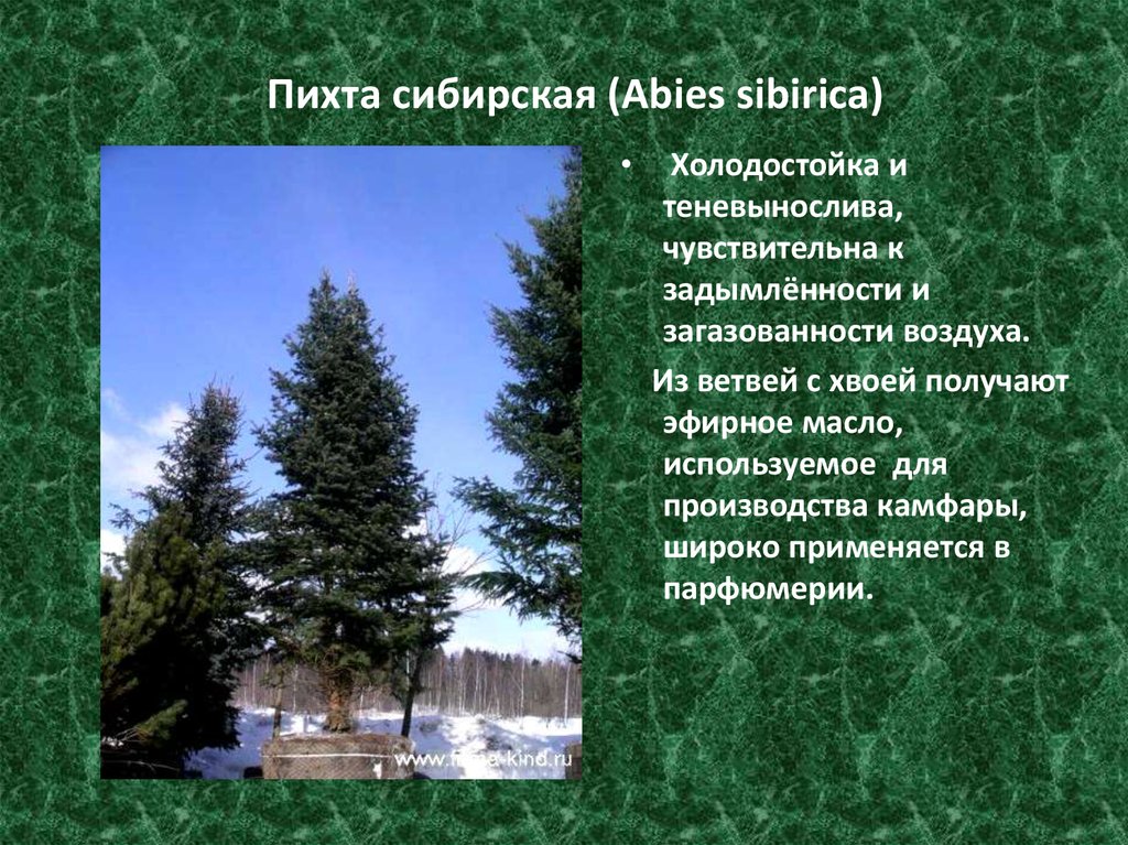 Самой холодостойкой хвойной породой является. Пихта Сибирская Abies sibirica. Пихта Сибирская (Ábies sibírica). Голосеменные растения пихта.