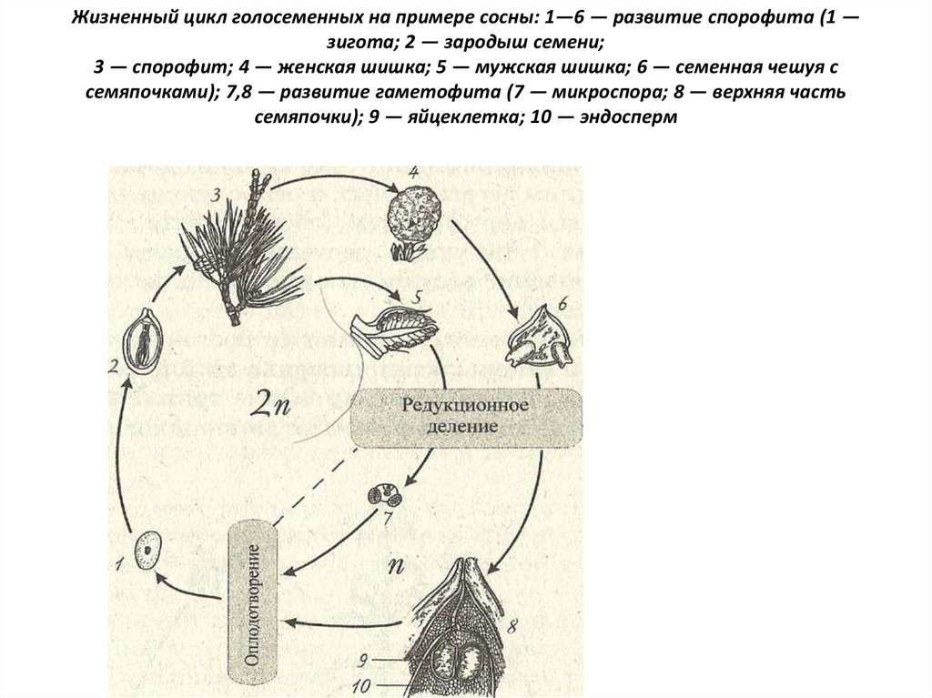 Схема жизненного цикла растения гаметы. Жизненный цикл сосны обыкновенной схема. Жизненный цикл сосны обыкновенной 5 класс. Цикл размножения голосеменных растений. Цикл развития сосны обыкновенной схема.