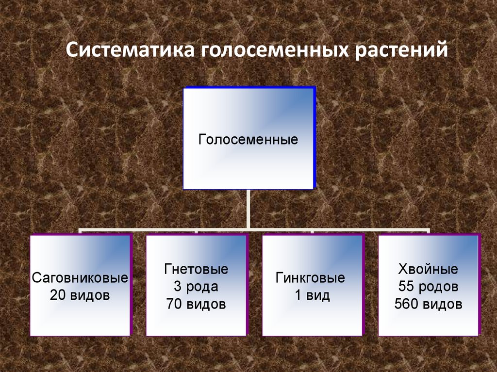 Виду 20. Голосеменные схема классификации. Отдел Голосеменные классификация. Систематика голосеменных растений. Систематикак голосеменн.