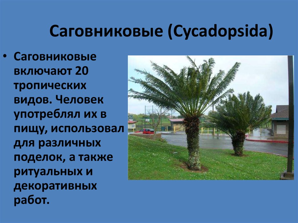 Саговниковые (Cycadopsida)