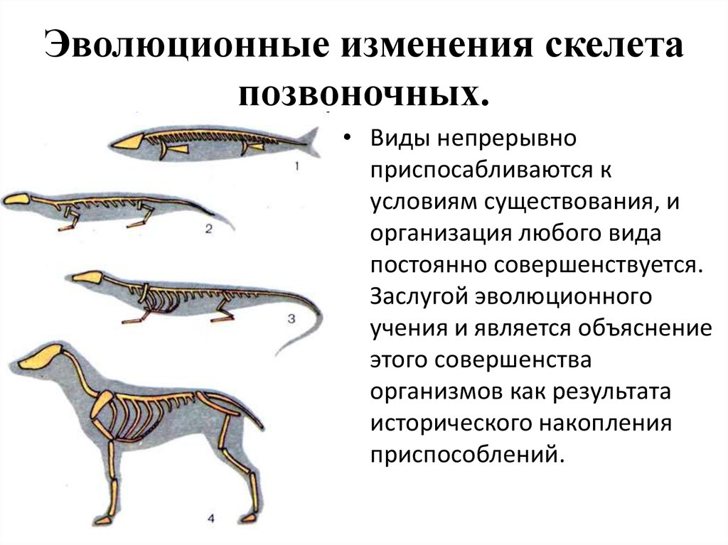 Некоторые эволюционные изменения приводят. Эволюционные изменения скелета. Этапы эволюции позвоночных животных 7 класс. Эволюция осевого скелета хордовых. Эволюция скелета позвоночных.