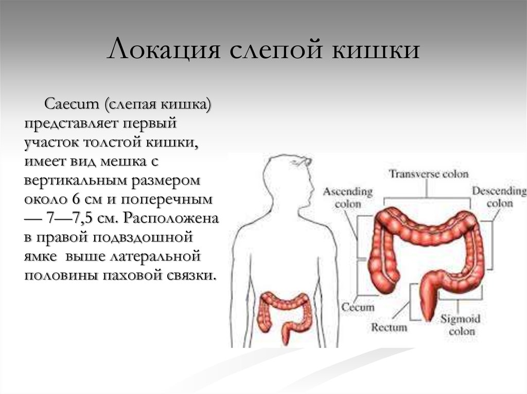 Слепую кишку относят к пищеварительному каналу